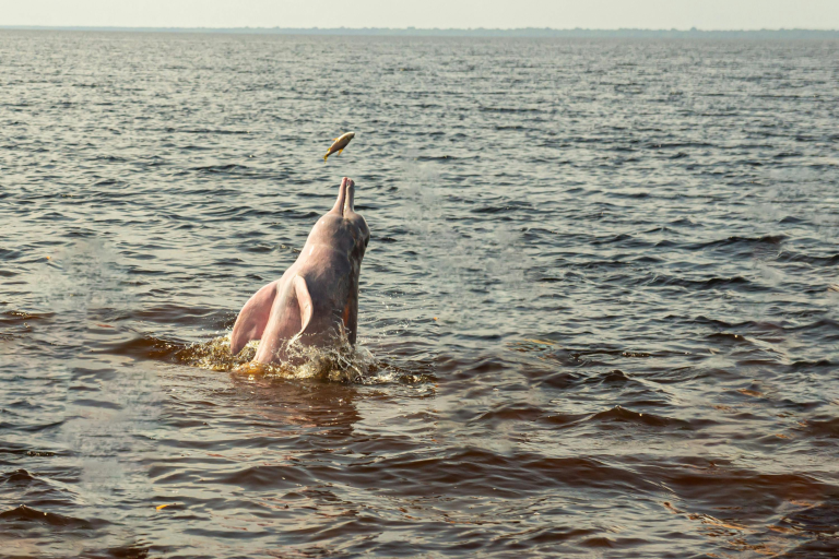 Amazon Pink River Dolphin