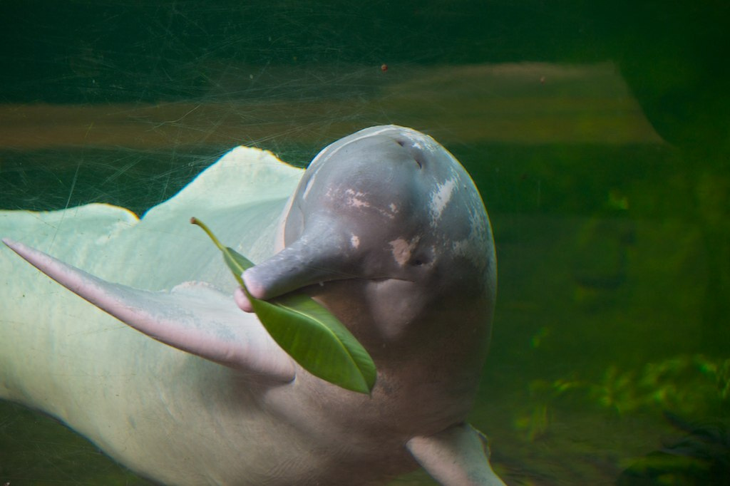 amazon pink river dolphin