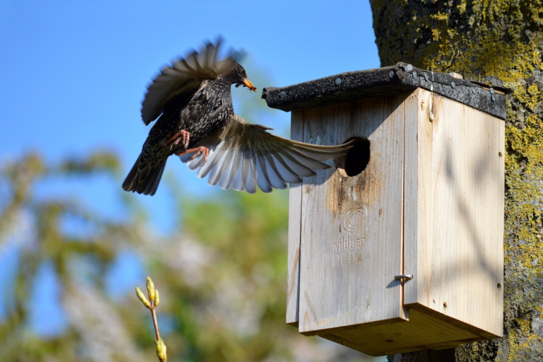 Wildlife Gardening: Creating a Haven for Wildlife in Your Backyard