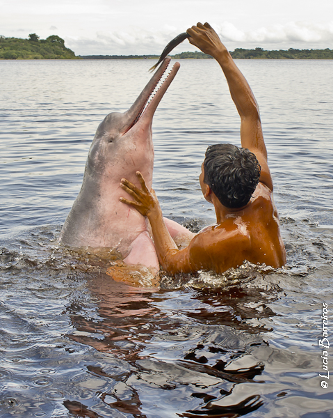 pink river dolphin