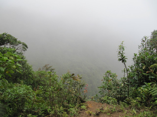 cloud forests