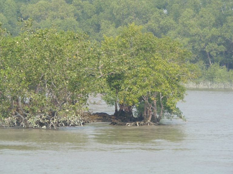 Mangrove forests