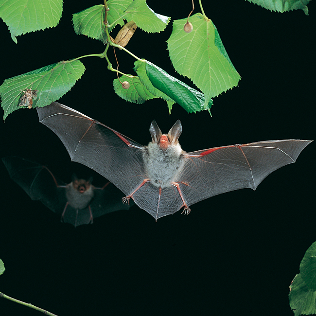 bat echolocation