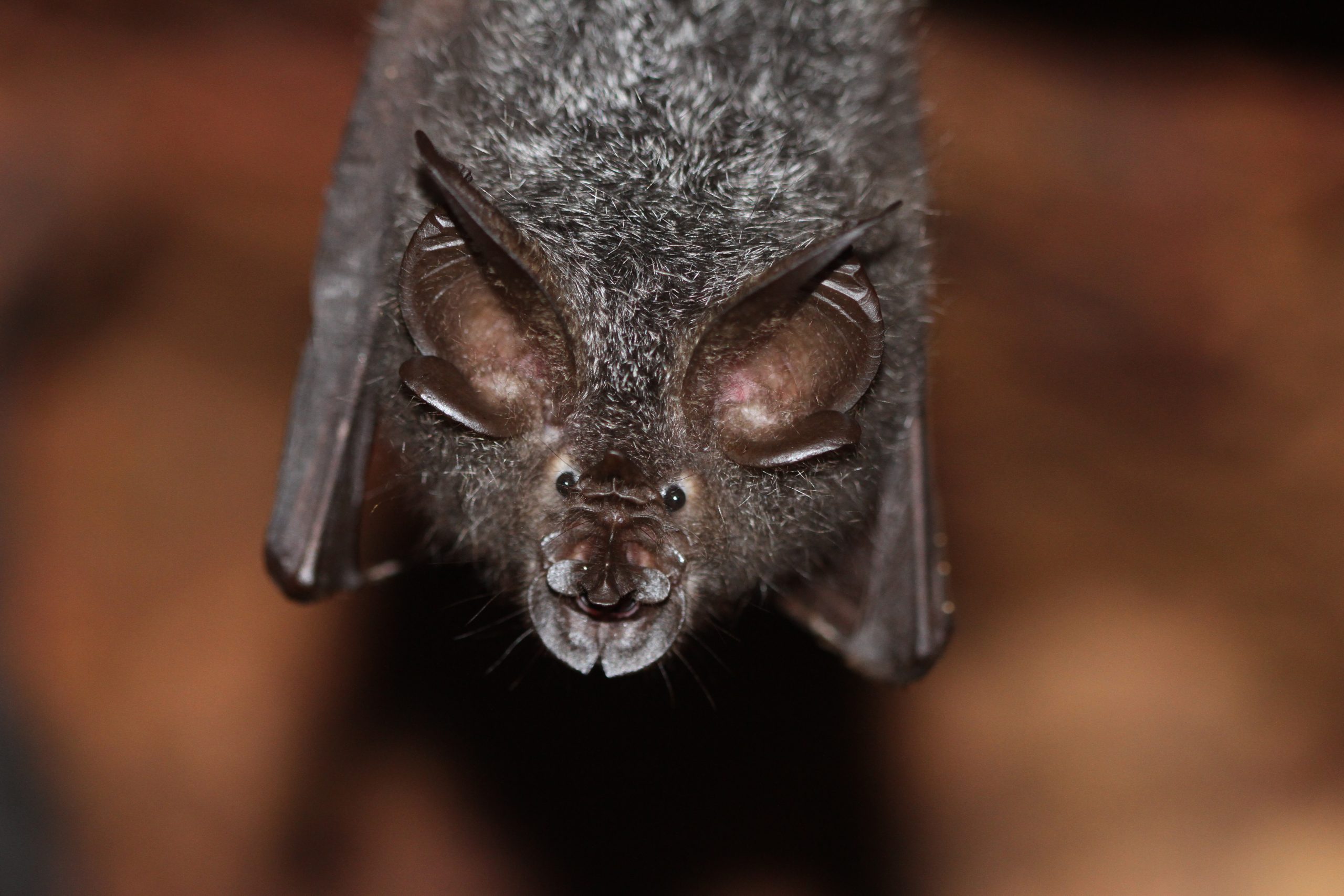 Echolocation in Bats