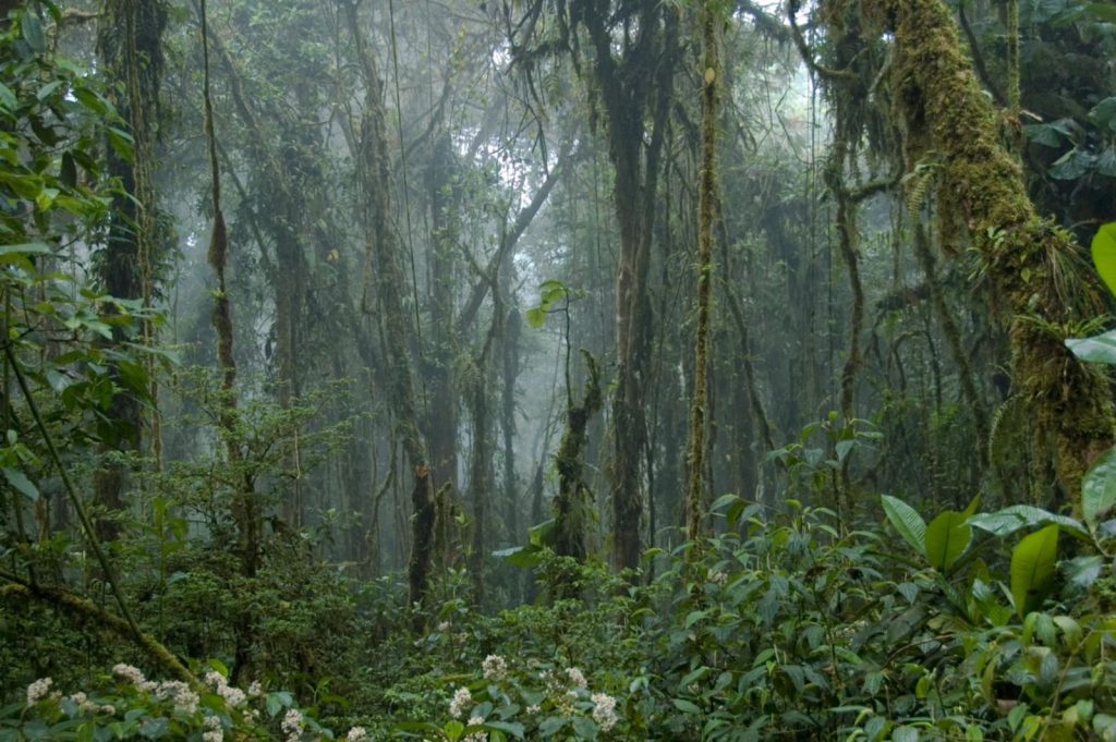 Cloud Forest Ecosystems