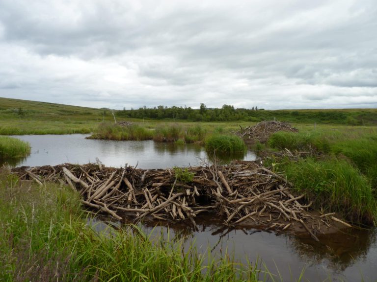 Understanding Keystone Species: Their Role and Impact on Ecosystems