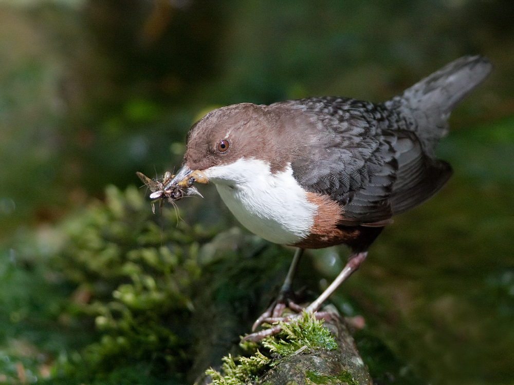 Dipper bird