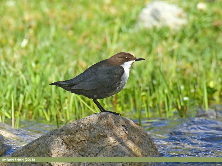 Dippers: Songbirds That Dive!