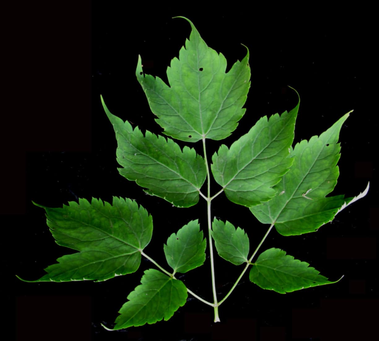 white baneberry