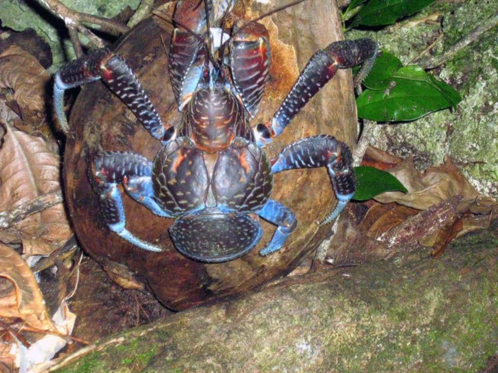 Coconut Crabs