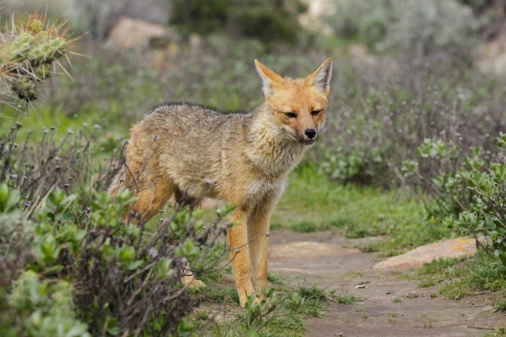 atacama desert fox