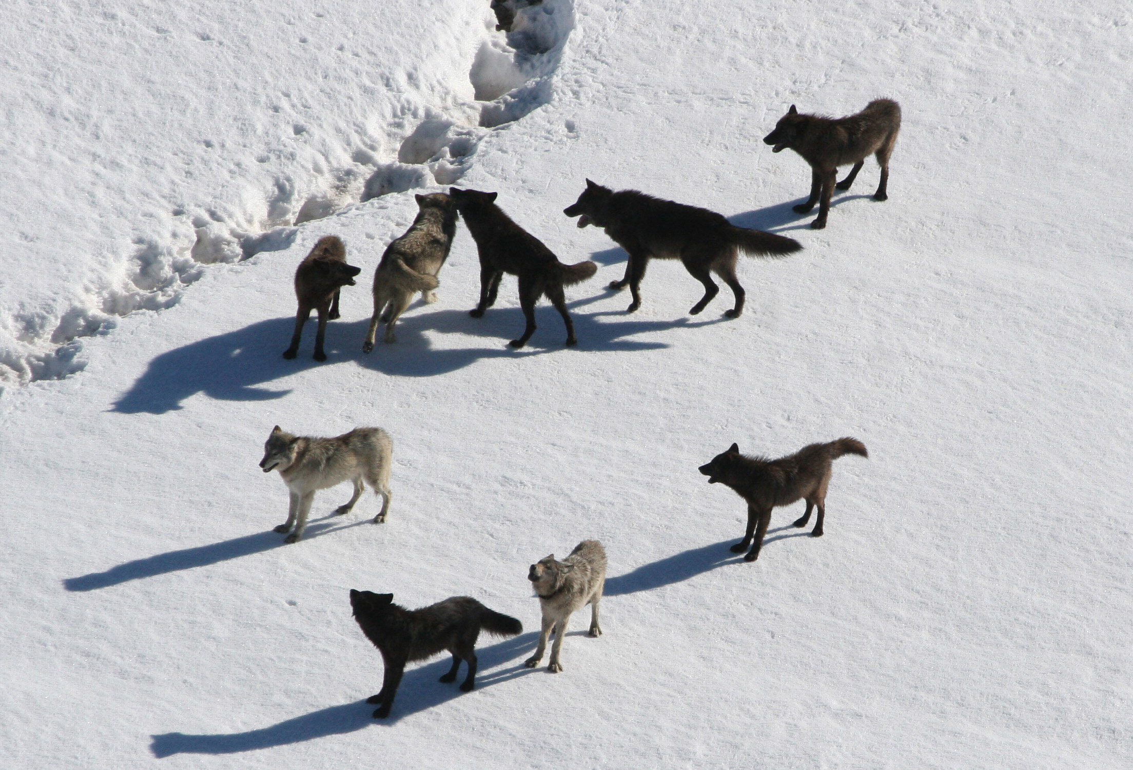 Gibbon wolf pack standing on snow