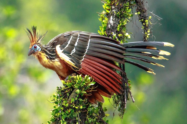 The Hoatzin: A Bird So Beautiful Yet Smelly!