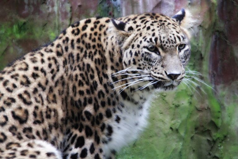 Amur Leopard