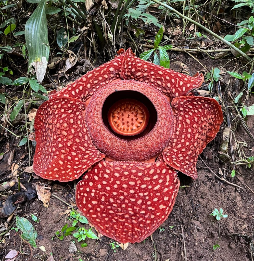 rafflesia arnoldii largest flower in the world