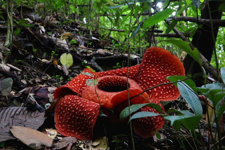 The Enigmatic Rafflesia arnoldii: Nature’s Largest and Smelliest Flower