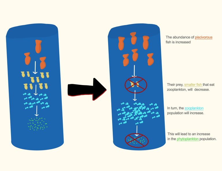 trophic cascade