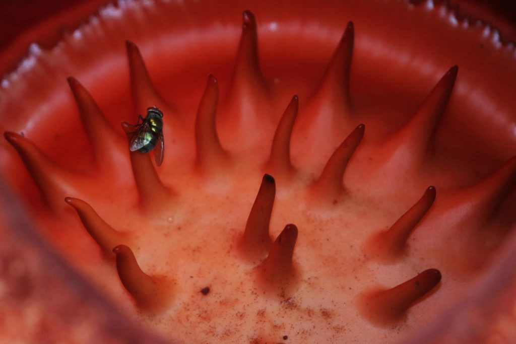 rafflesia arnoldii