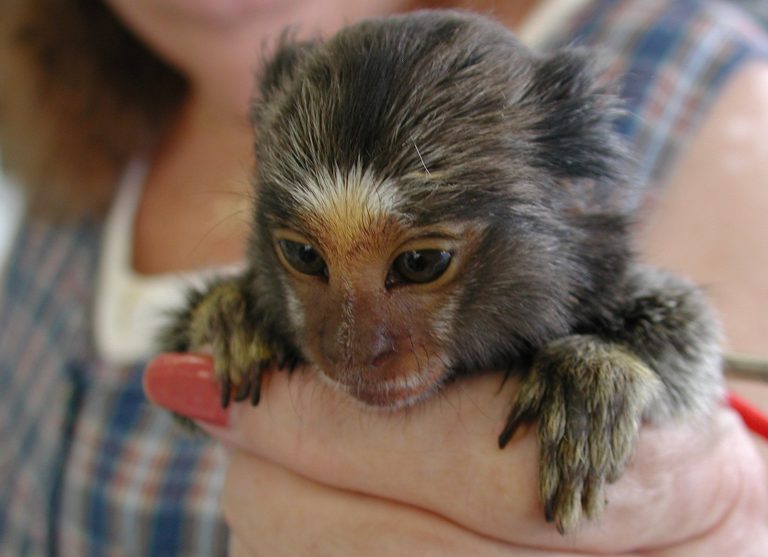 Pygmy Marmoset: The World’s Smallest Monkey