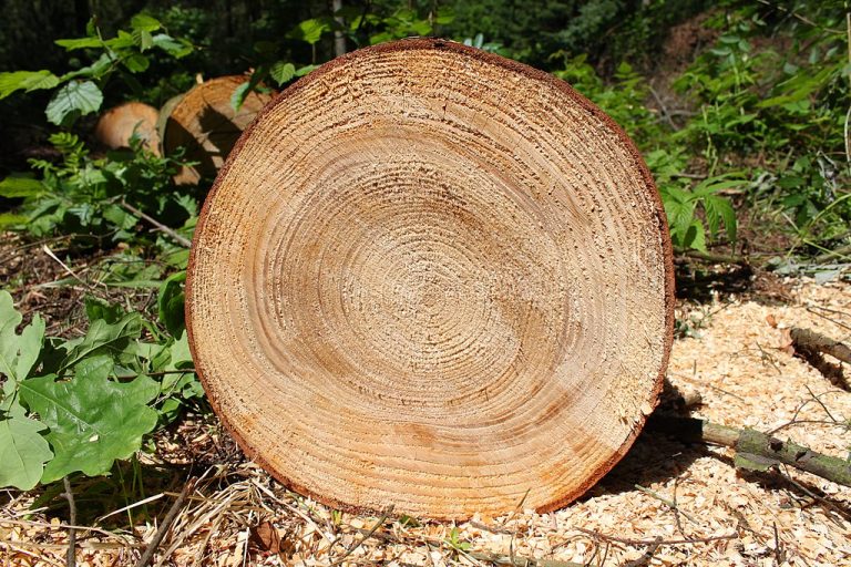 Dendrochronology: The Science of Revealing Nature’s Past Secrets