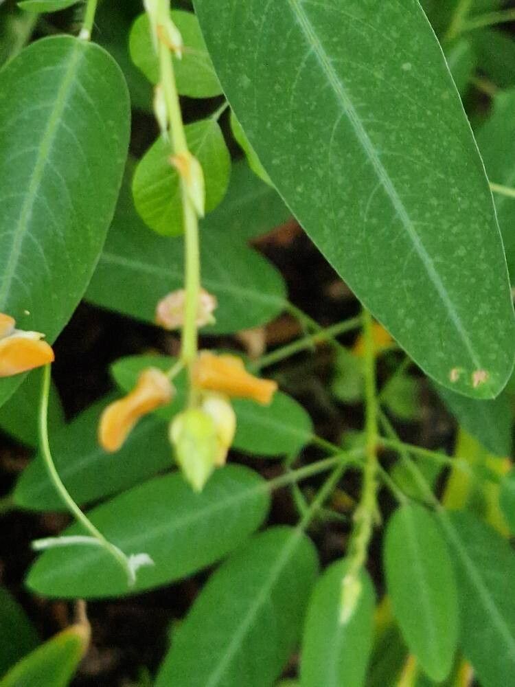 Dancing Plant 