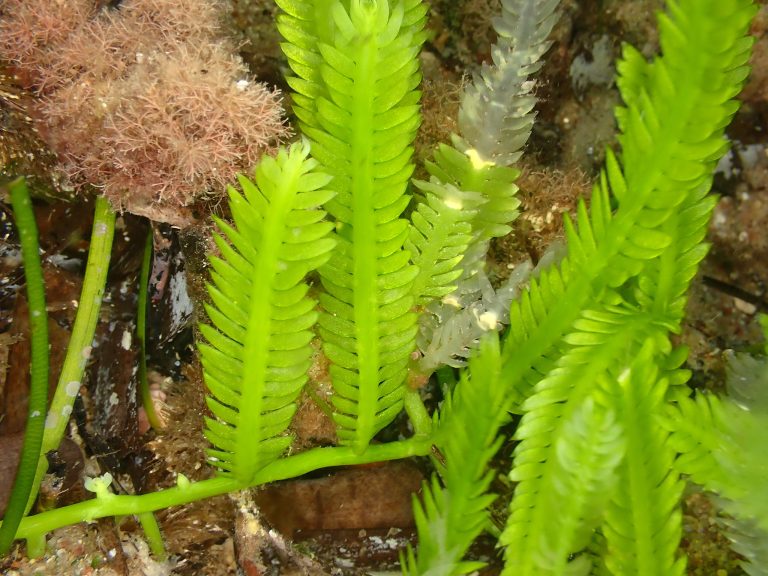 Caulerpa taxifolia : The Largest Single-celled Organism