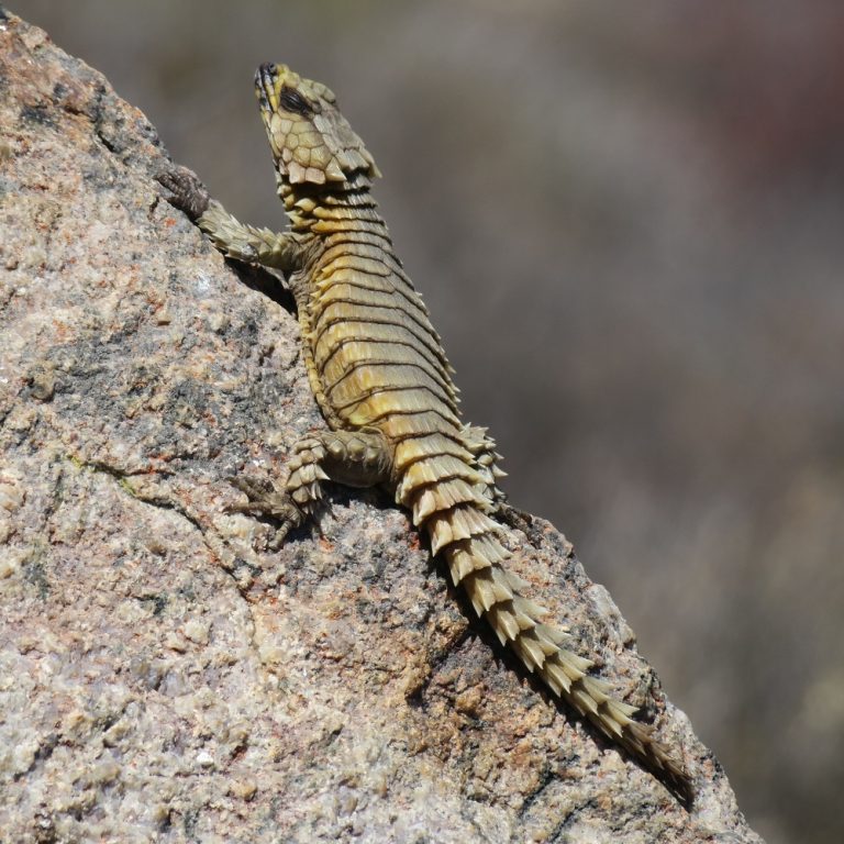 Armadillo Girdled Lizard: The Tiny Dragon That Rolls Into A Ball