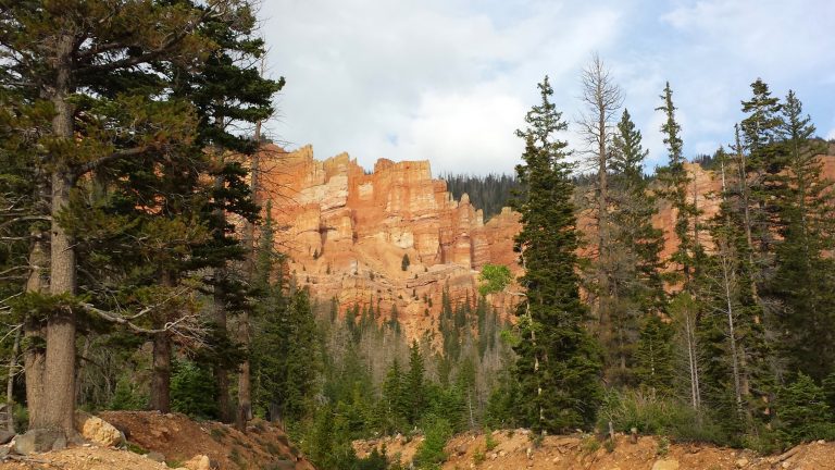 From Rainforests to Tundras: Exploring The Earth’s Biomes