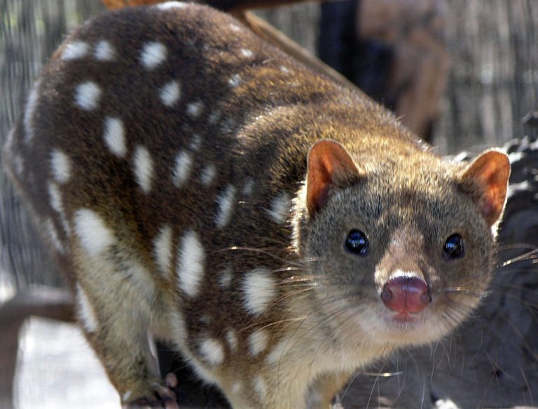 Spotted Quoll: The Largest Carnivorous Marsupial of Mainland Australia